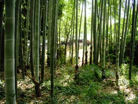 大宮の竹林