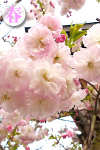 八重桜１