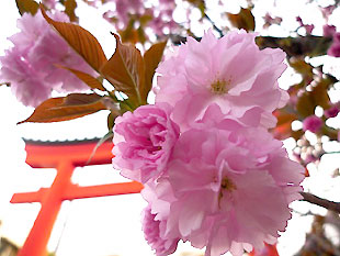 八重桜２