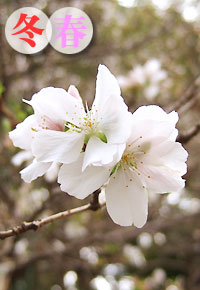 大宮桜１