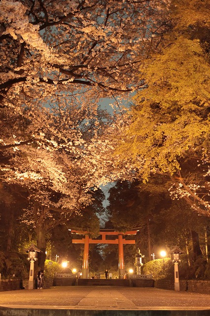 大宮八幡　桜まつり〈限定御朱印授与〉